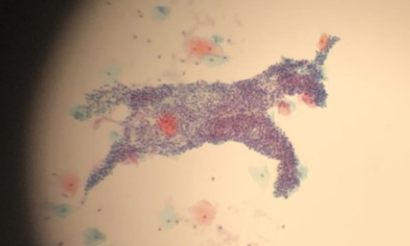 August Image Of The Month Winner -  Sarah Ferris Manchester Cytology Centre